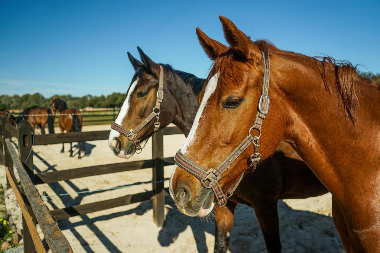 הוילה לןקמאג'ור Vmg Horse Ranch (Adults Only) מראה חיצוני תמונה